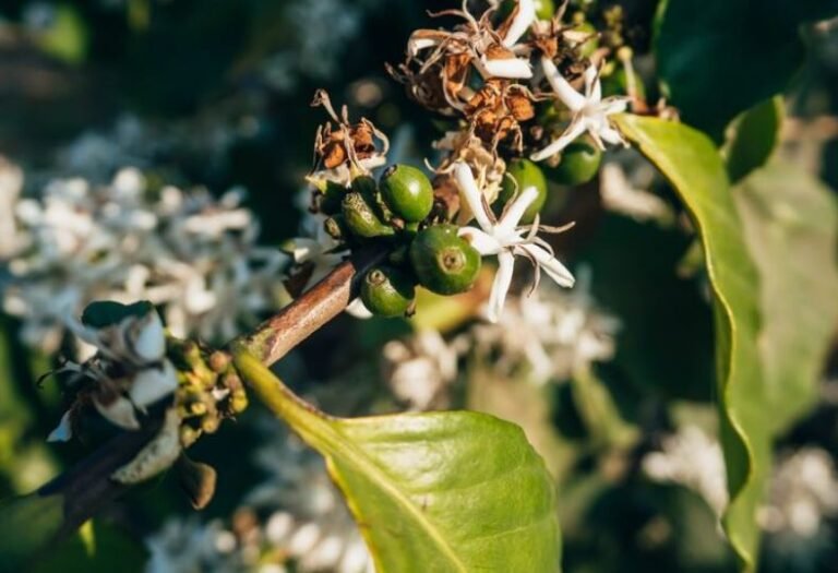 Are Coffee Grounds Good for Citrus Trees — Or Are You Actually Hurting Them? Are coffee grounds good for citrus trees